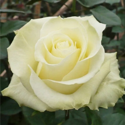 Rose Mondial * 60 cm //  EXW Ecuador