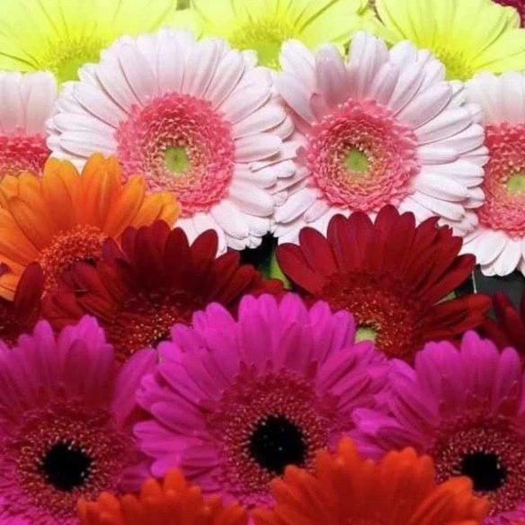 Gerbera mix (50pcs) - EXW Netherlands